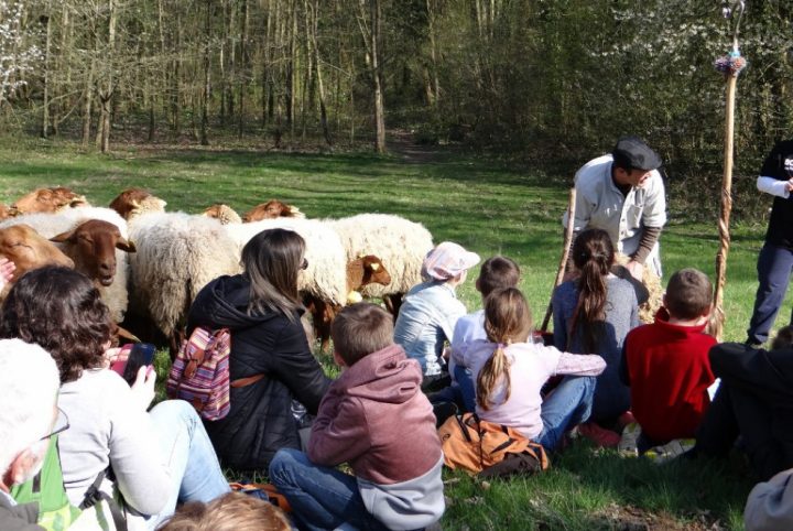 Revivez la transhumance de Cergy-Pontoise en images ! – 13 Comme Une