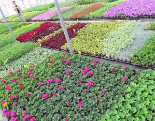 Accéder à 132 000 plantes made in Cergy-Pontoise