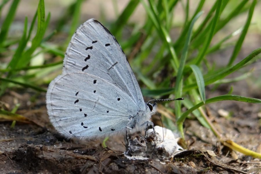 Papillon Azuré des Nerpruns