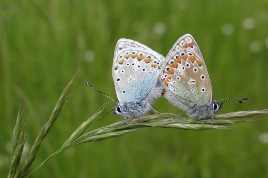 Couple de papillons Argus bleus
