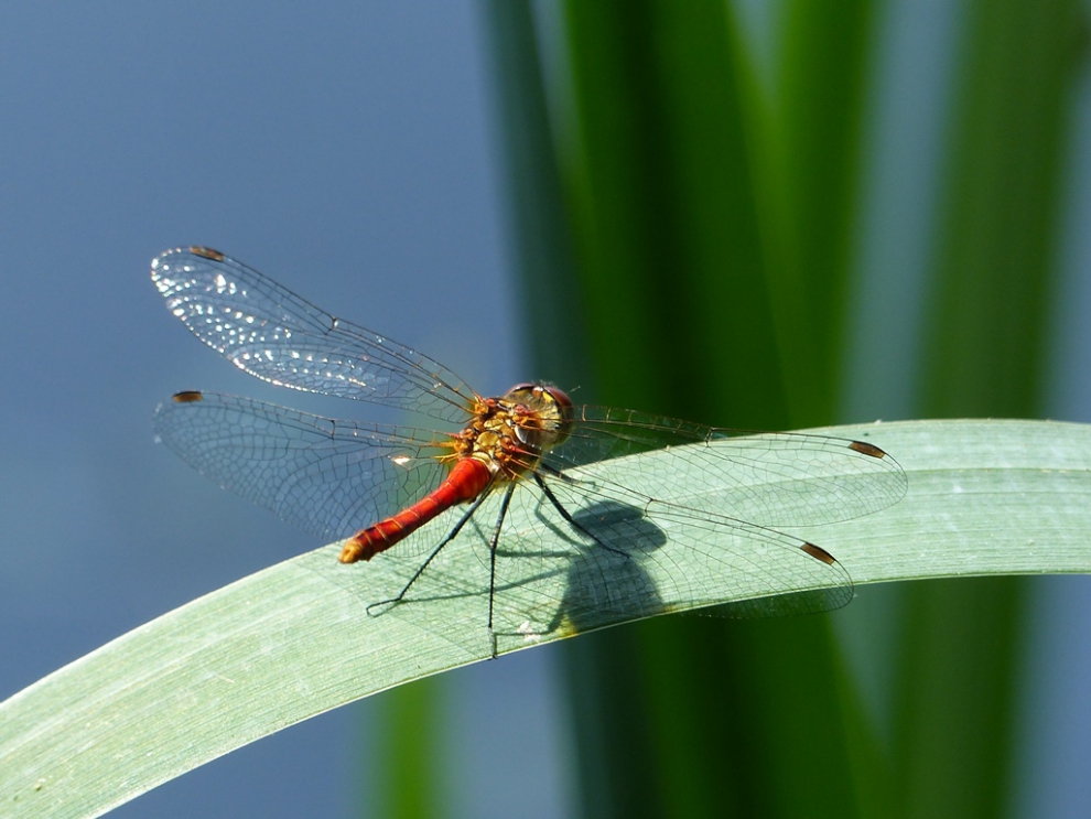 sympetrum sanguineum © CACP