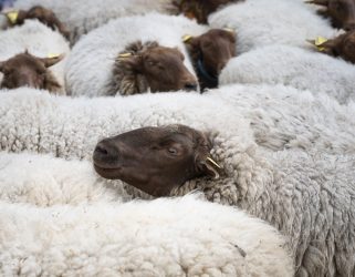 Accéder à La transhumance des moutons en photos