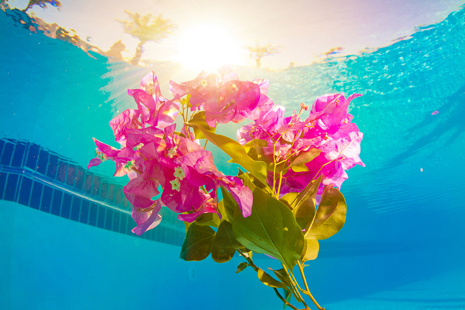 Bouquet de fleurs roses en suspension dans l'eau visible depuis le fond d'une piscine