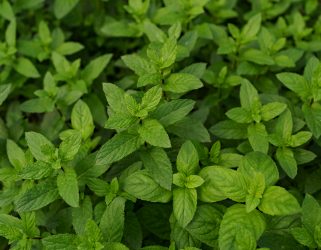 https://13commeune.fr/app/uploads/2024/03/fresh-organic-mint-garden-321x250.jpg