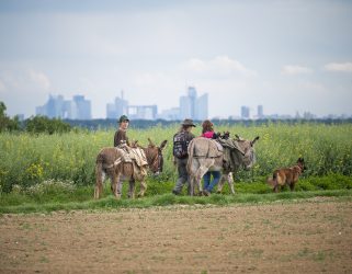 https://13commeune.fr/app/uploads/2024/08/ane-cergy-pontoise-bestiaire-©-Laurent-Defrocourt-4-321x250.jpg