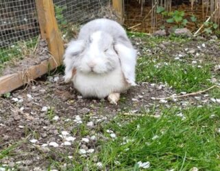 https://13commeune.fr/app/uploads/2025/04/Pontoise_Ferme_Lapin_250419-321x250.jpg