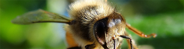Apis mellifera, l’abeille domestique © CACP – Gilles Carcassès