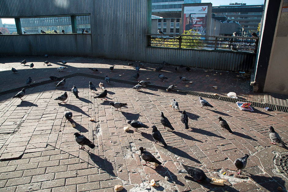 Pigeons à Cergy-Pontoise