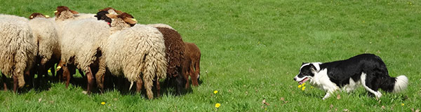 chien de troupeau, chien de berger, Cergy-Pontoise, transhumance, moutons